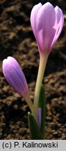 Colchicum doerfleri