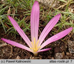 Colchicum filifolium