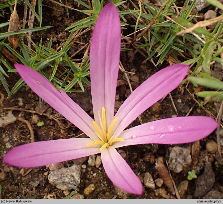 Colchicum filifolium