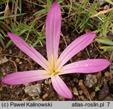 Colchicum filifolium