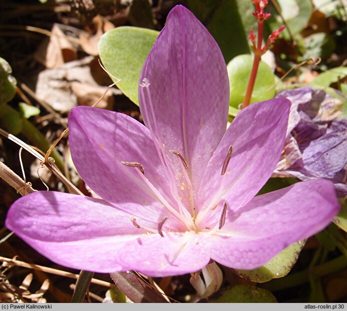 Colchicum hierosolymitanum