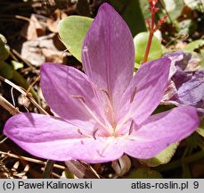 Colchicum hierosolymitanum