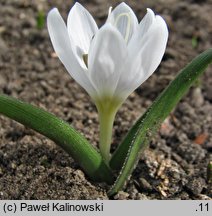 Colchicum hungaricum (zimowit węgierski)