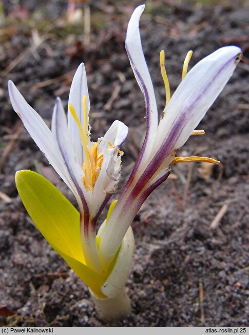 Colchicum kesselringii