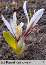 Colchicum kesselringii