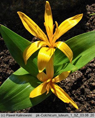 Colchicum luteum (zimowit żółty)