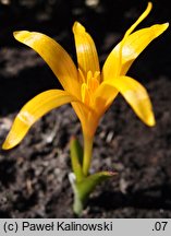 Colchicum luteum (zimowit żółty)