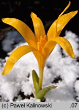 Colchicum luteum (zimowit żółty)