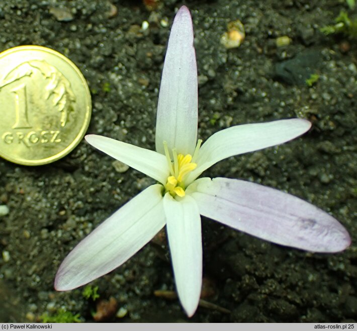 Colchicum montanum