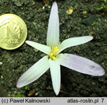 Colchicum montanum