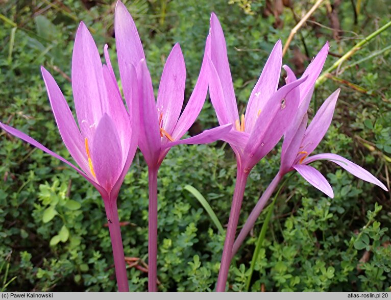 Colchicum pannonicum (zimowit jesienny)