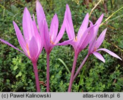 Colchicum pannonicum (zimowit jesienny)