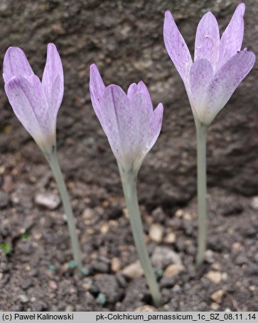 Colchicum parnassicum