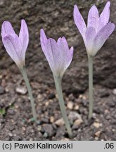 Colchicum parnassicum