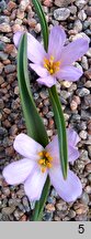 Colchicum raddeanum