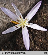 Colchicum soboliferum