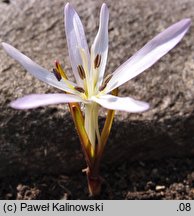 Colchicum soboliferum