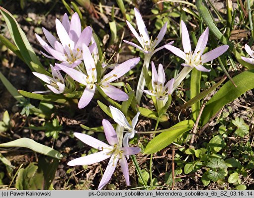 Colchicum soboliferum