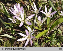 Colchicum soboliferum