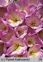 Colchicum bornmuelleri