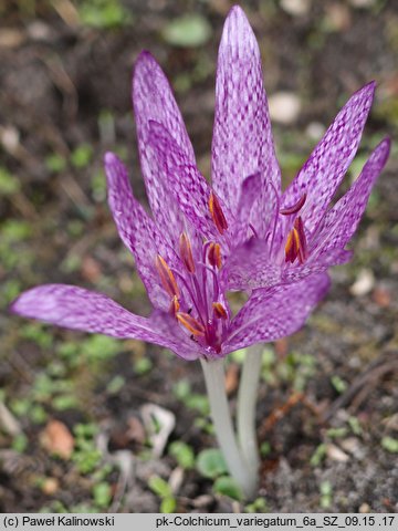 Colchicum variegatum (zimowit pstry)