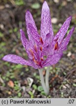 Colchicum variegatum (zimowit pstry)