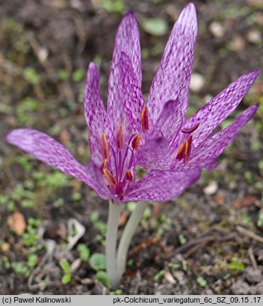 Colchicum variegatum (zimowit pstry)