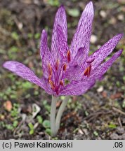 Colchicum variegatum (zimowit pstry)