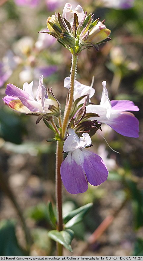 Collinsia heterophylla (kolinsja różowobiała)