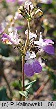 Collinsia heterophylla (kolinsja różowobiała)