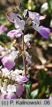 Collinsia heterophylla (kolinsja różowobiała)