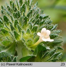 Collomia grandiflora (kollomia główkowata)