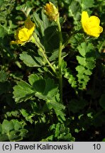 Coluria geoides