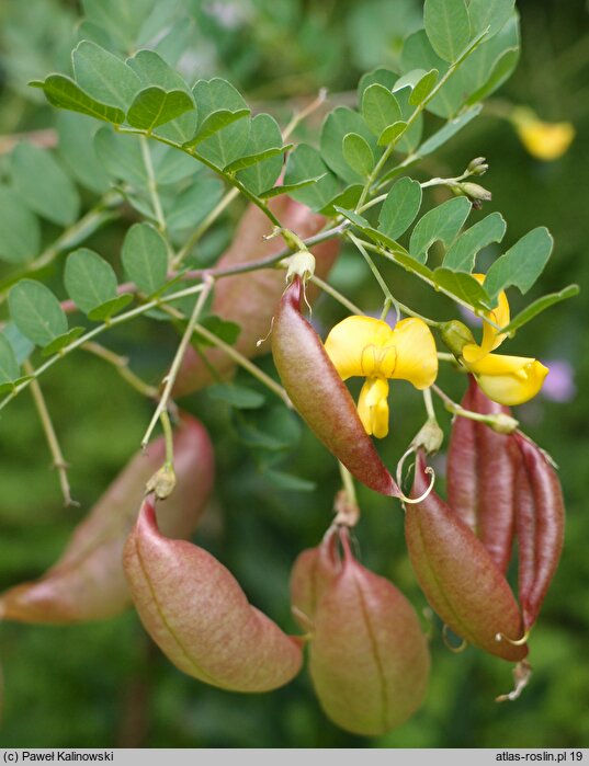 Colutea orientalis (moszenki wschodnie)