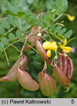 Colutea orientalis (moszenki wschodnie)