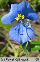 Commelina coelestis (komelina bulwiasta)