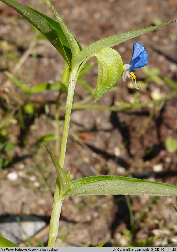 Commelina communis (komelina pospolita)