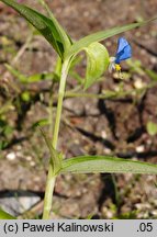 Commelina communis (komelina pospolita)