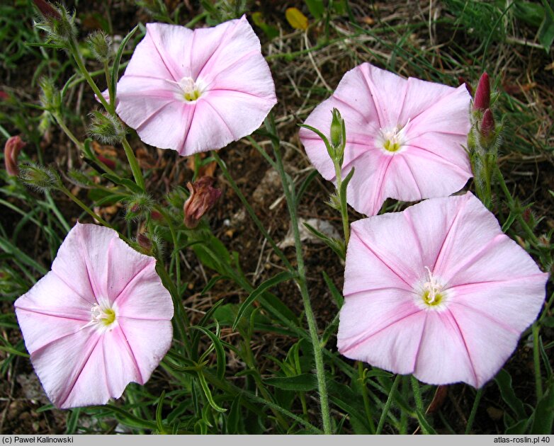 Convolvulus cantabricus