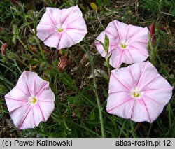 Convolvulus cantabricus