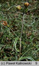 Convolvulus cantabricus