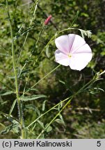 Convolvulus cantabricus