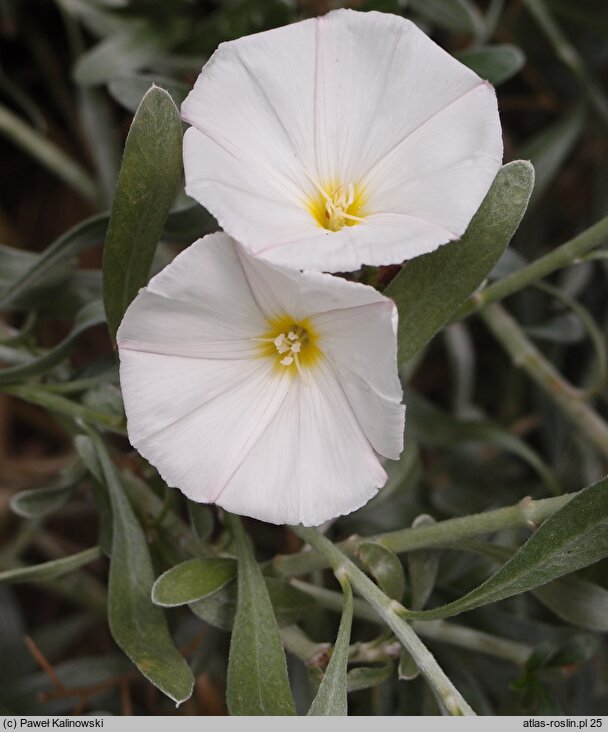 Convolvulus cneorum (powój krzewiasty)