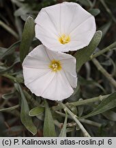 Convolvulus cneorum (powój krzewiasty)