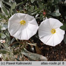 Convolvulus cneorum (powój krzewiasty)