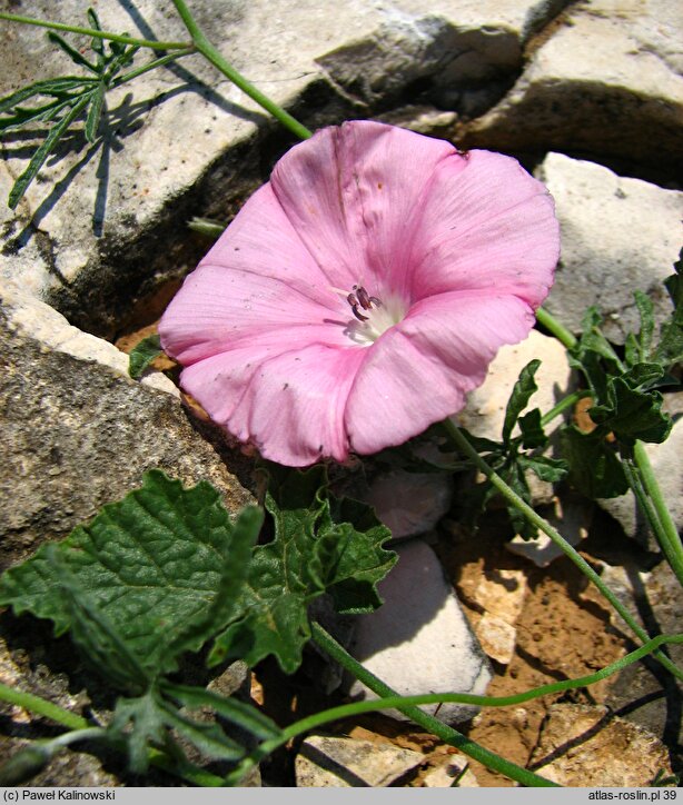 Convolvulus elegantissimus