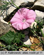 Convolvulus elegantissimus