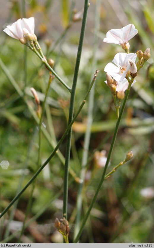 Convolvulus floridus