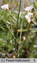 Convolvulus floridus