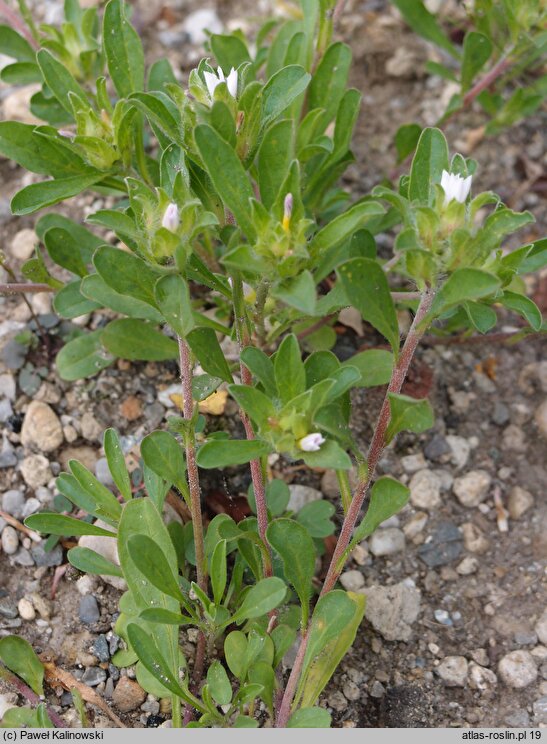 Convolvulus humilis